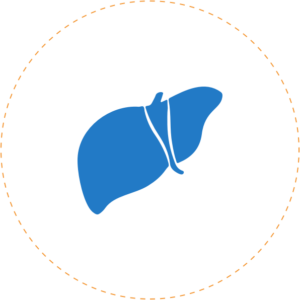 Liver-Circle@2x