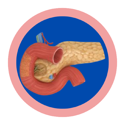 Pancreas Surgery